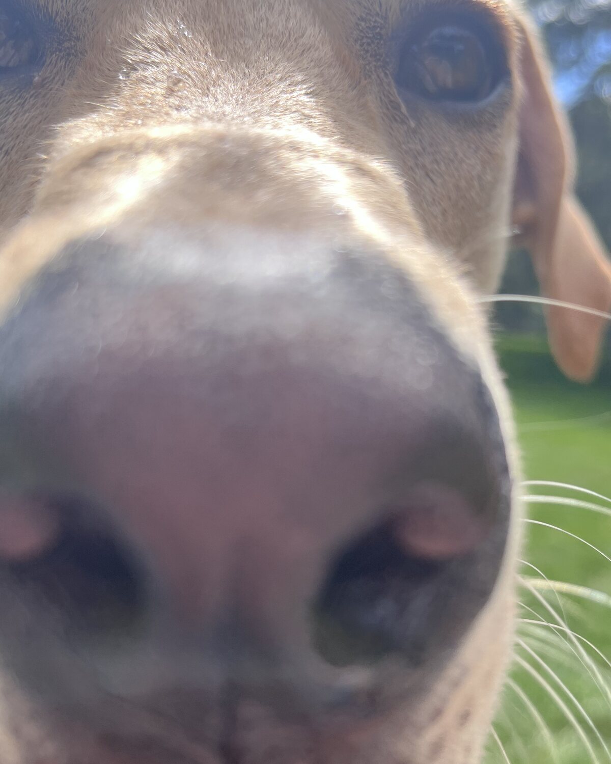 Frankie, nose first, in the backyard